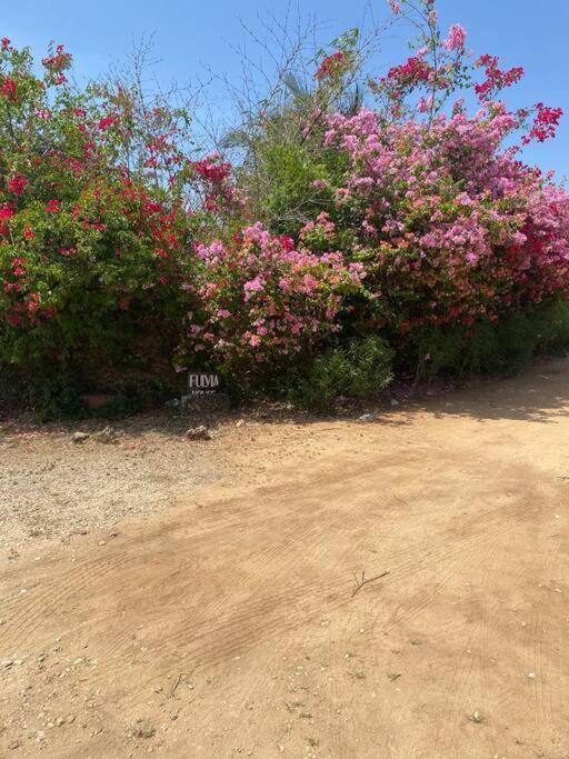 הוילה מאלינדי Fulvia House מראה חיצוני תמונה